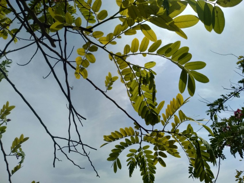 a bird is perched on a tree branch