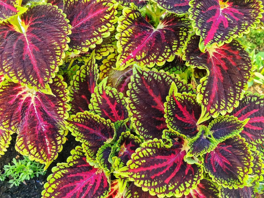 a close up of a plant with red and green leaves