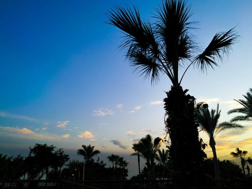 palm trees during sunset