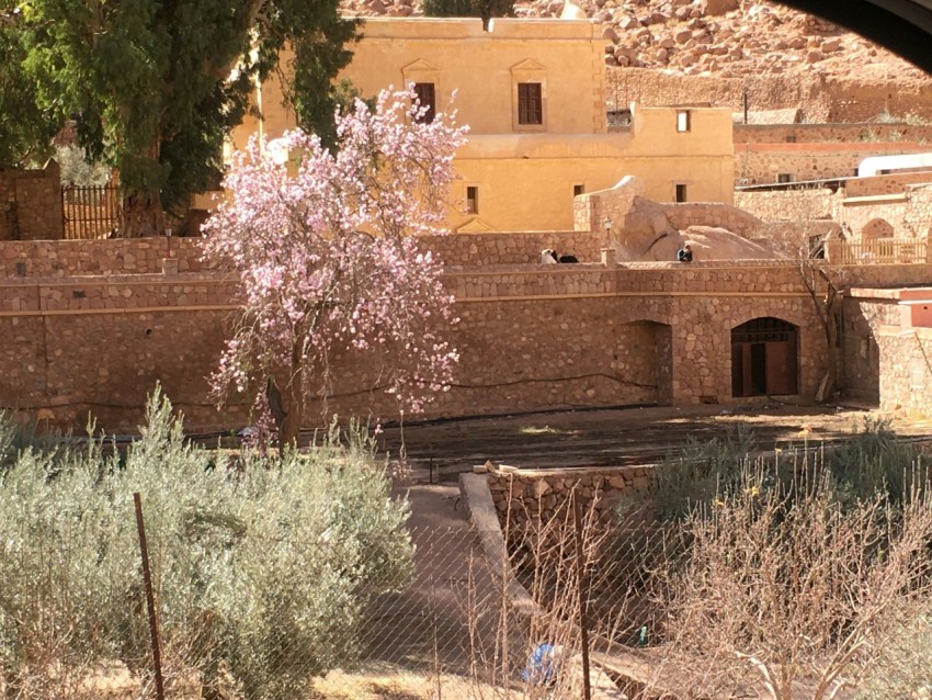 a view of a village with a tree in the foreground