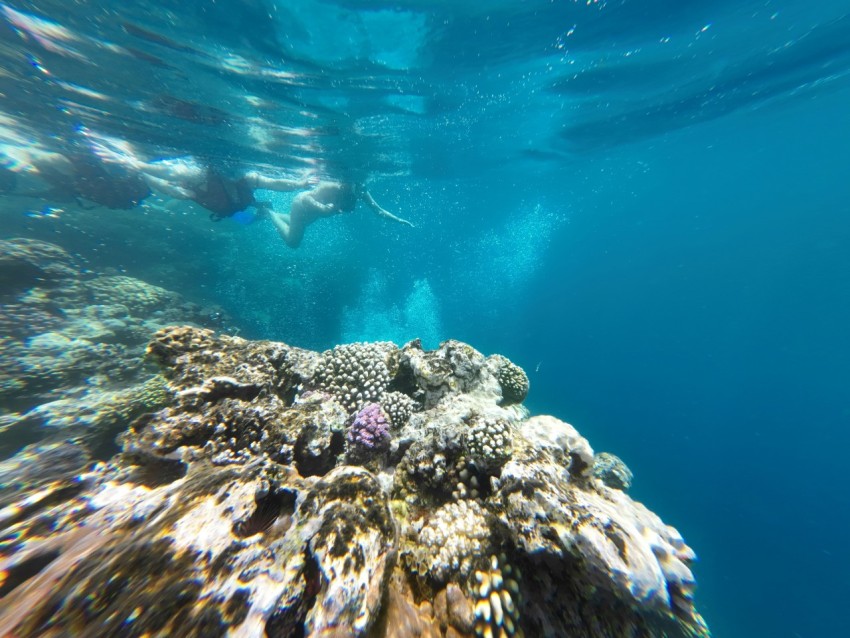 a coral reef under water