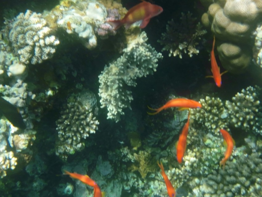 a school of fish swimming in the ocean