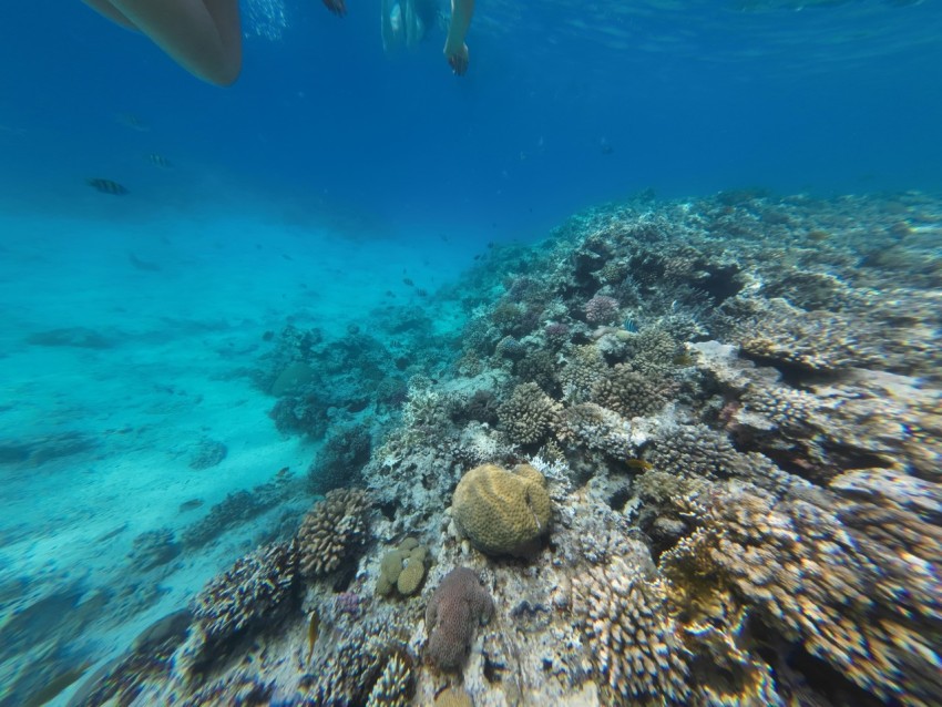 a coral reef under water