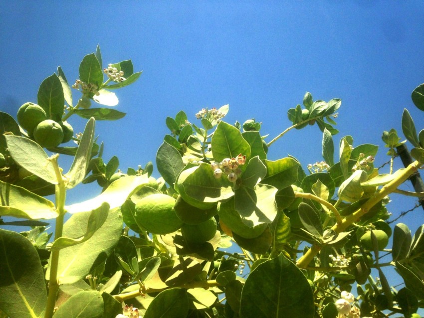 a plant with leaves