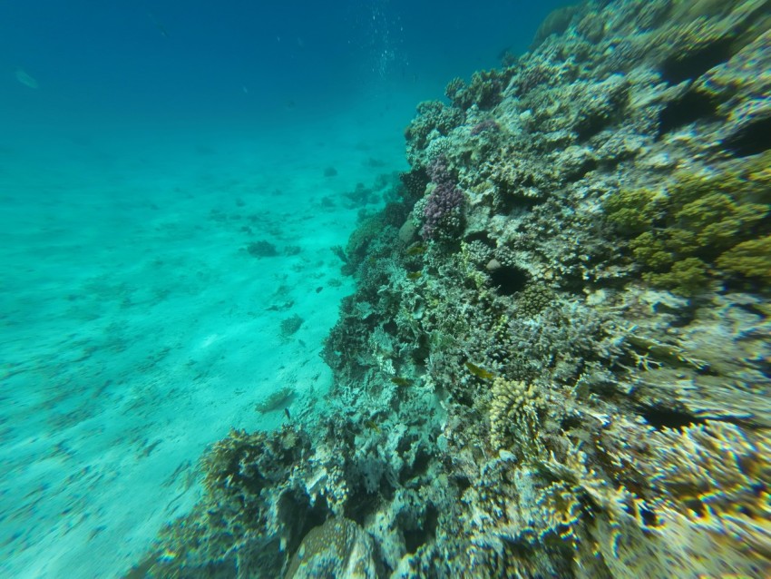 underwater view of a coral