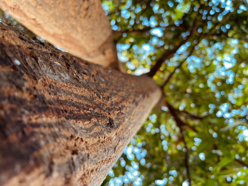 a tree trunk with a tree in the background gH