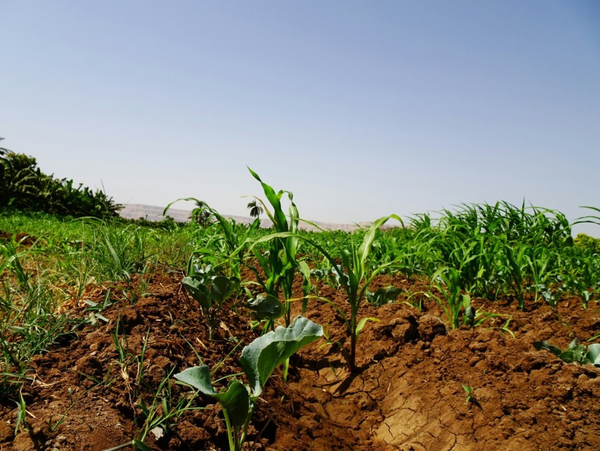 a field of plants