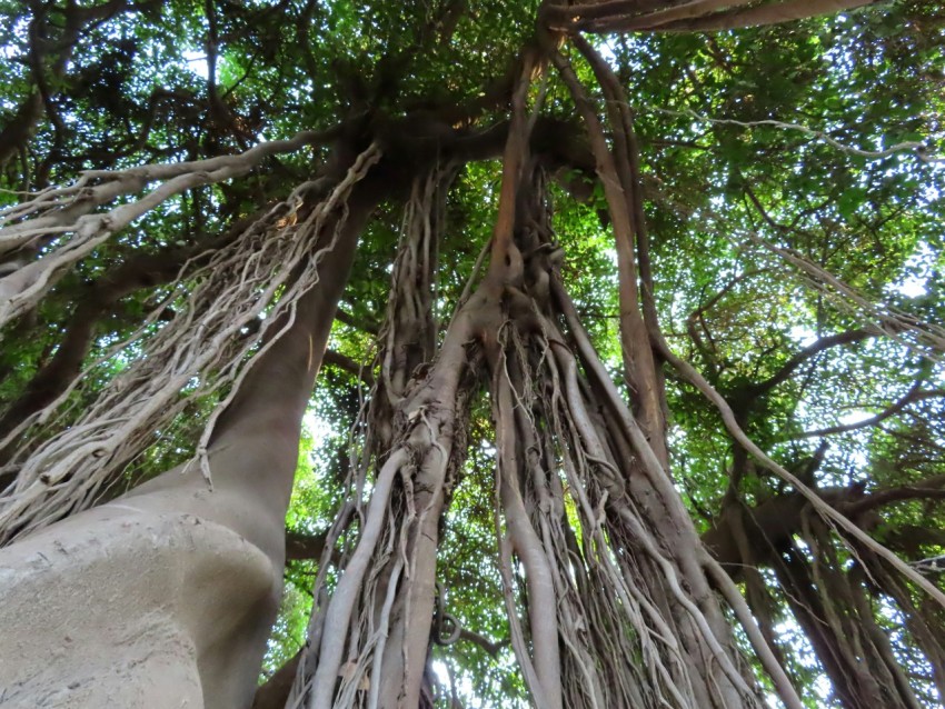 a tree with many branches