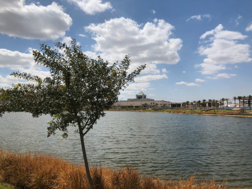 a lone tree in front of a body of water tolgHtRUj