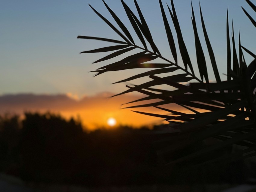 the sun is setting behind a palm tree