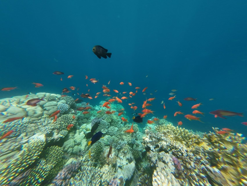 a school of fish swimming in the ocean