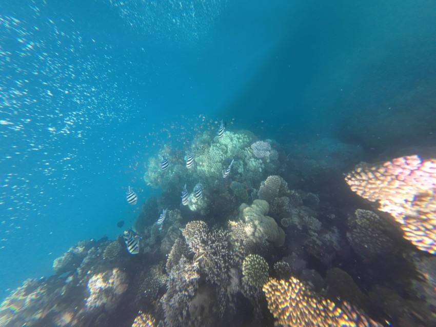 a coral reef under water