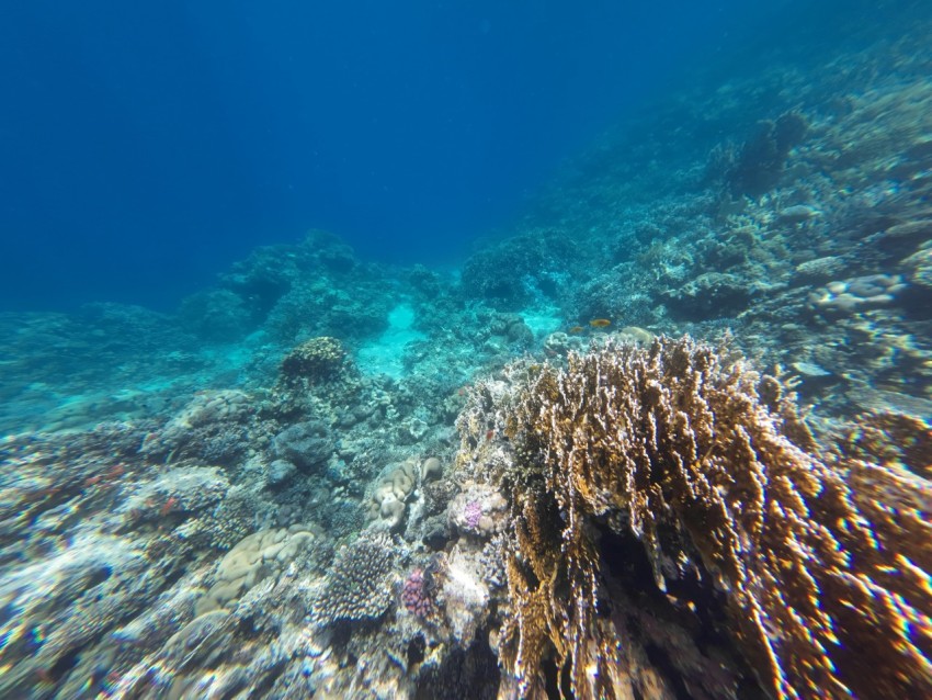 underwater view of a coral