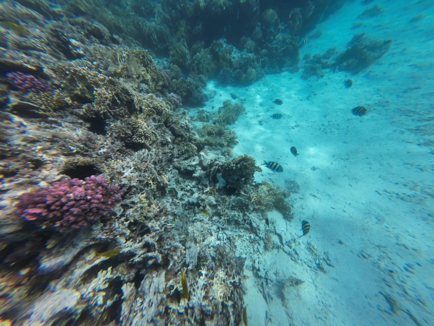 underwater view of a coral