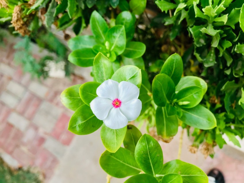 white flower with green leaves ZS