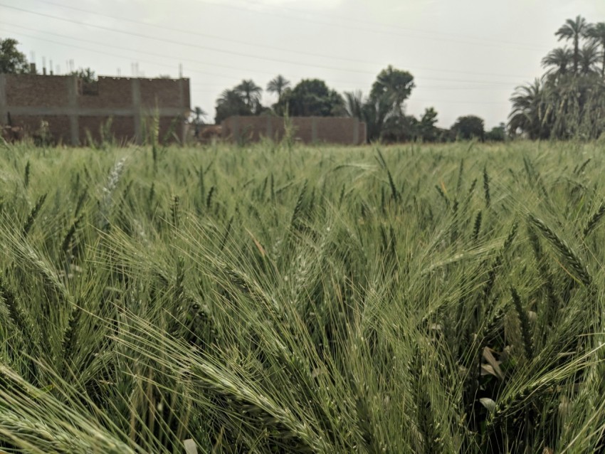 closeup photo of green grass