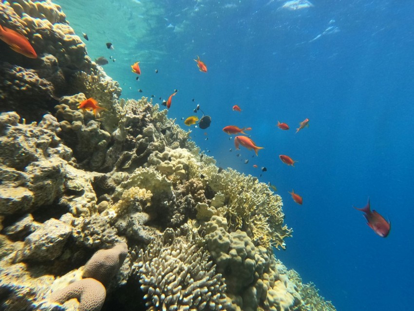 a group of fish swimming over a coral reef