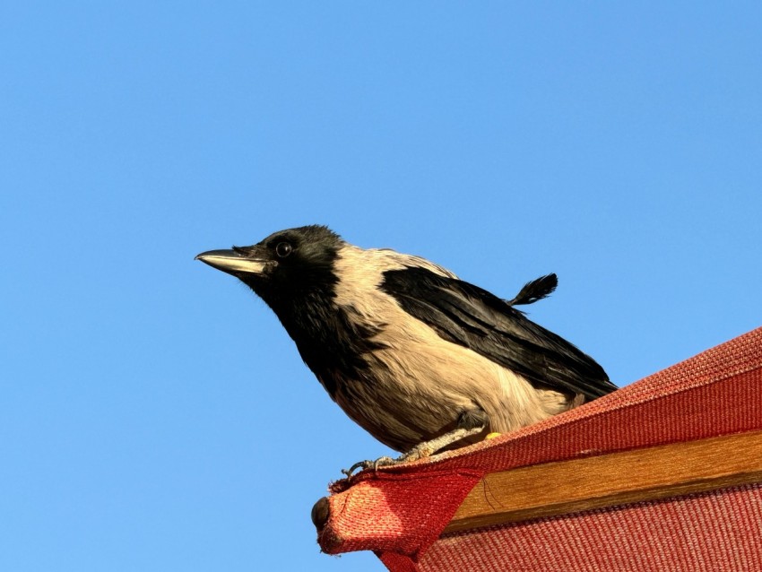 a black and white bird sitting on top of a roof