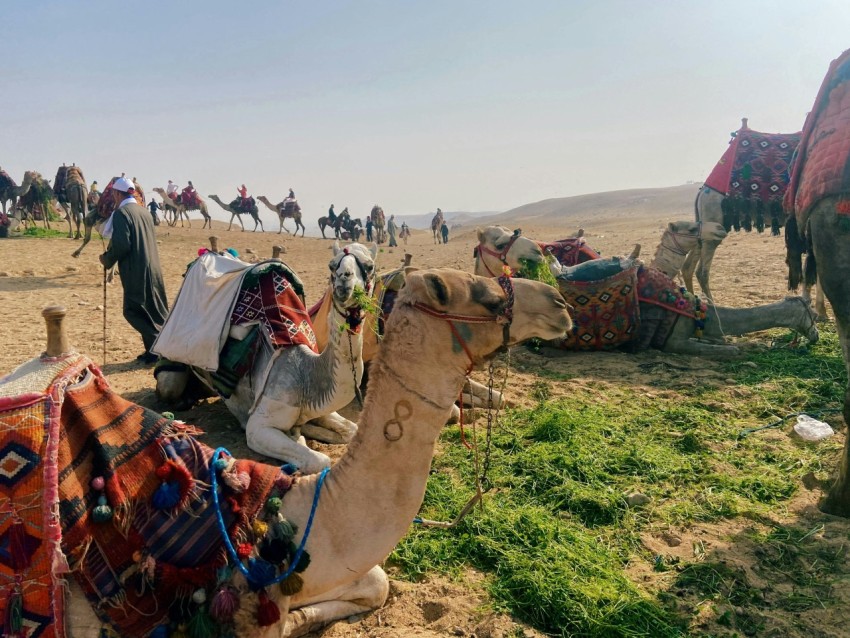 a group of people riding on top of camels