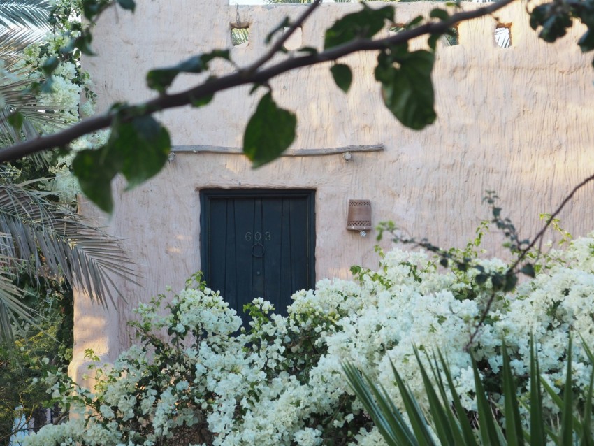 green plant near black wooden door