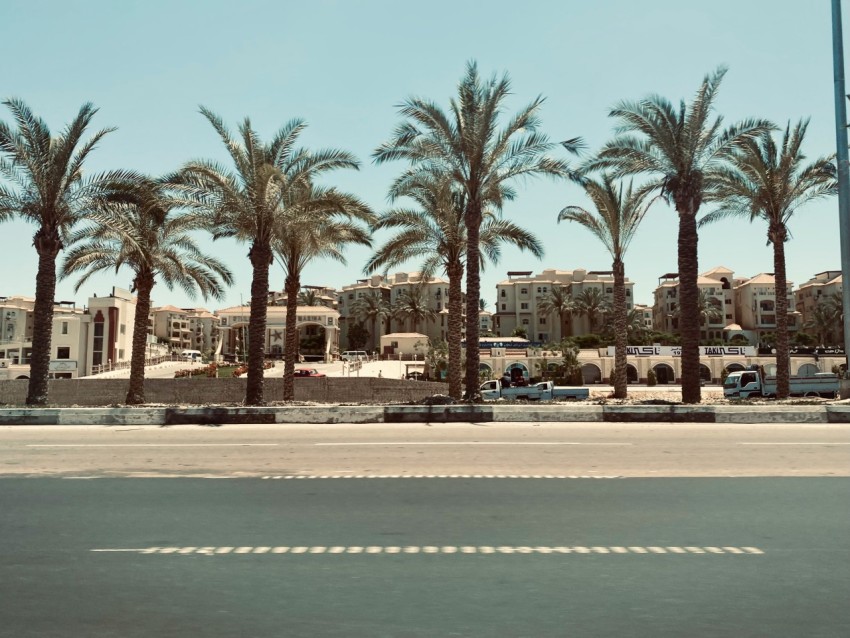 a group of palm trees next to a road