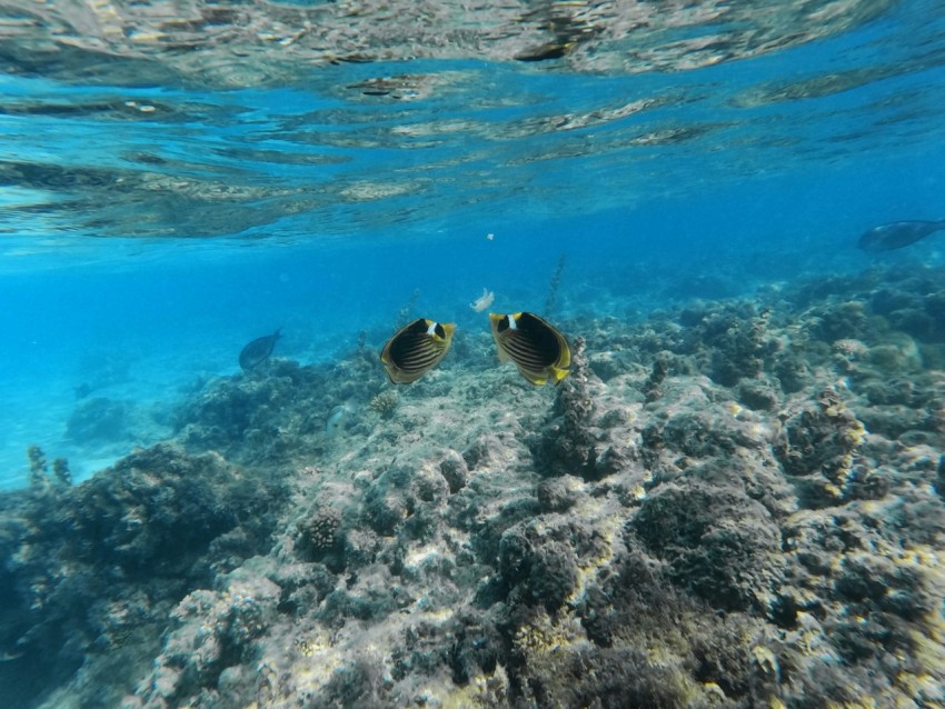 a couple of fish swimming over a coral reef 5k5jF