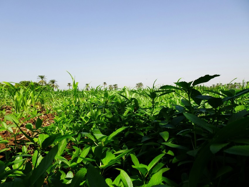 a field of plants