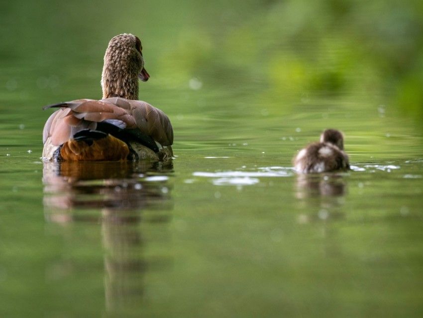 a mother duck and her ducklings swimming in a pond