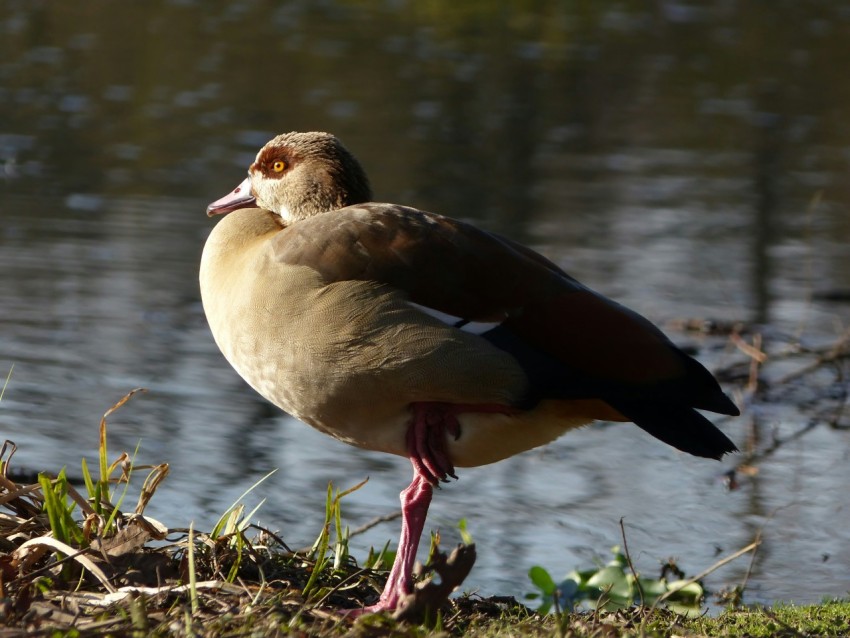 a bird standing next to a body of water iaFuY