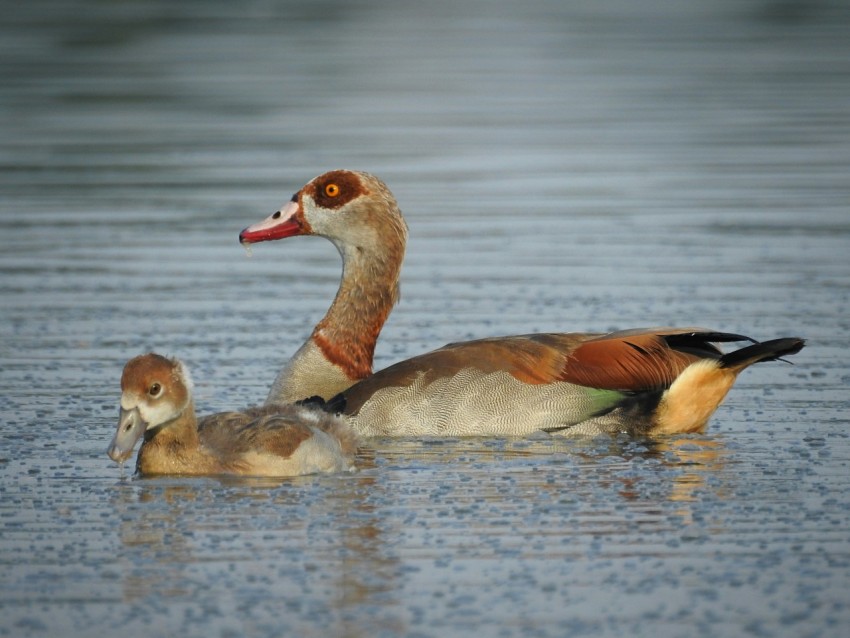 a couple of ducks floating on top of a lake