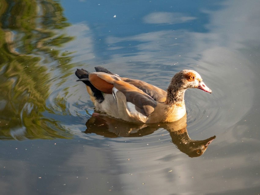 a duck swimming in water