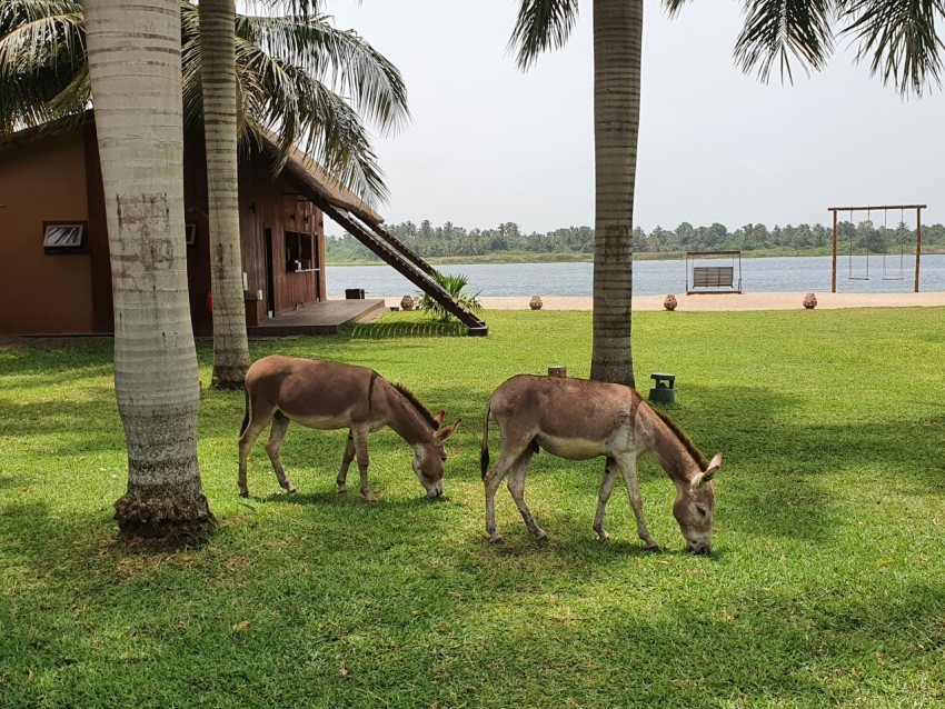 a couple of animals that are standing in the grass