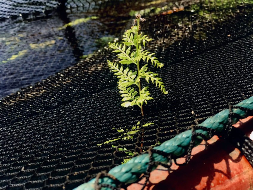 a small green plant growing out of a net f3PWhgJ