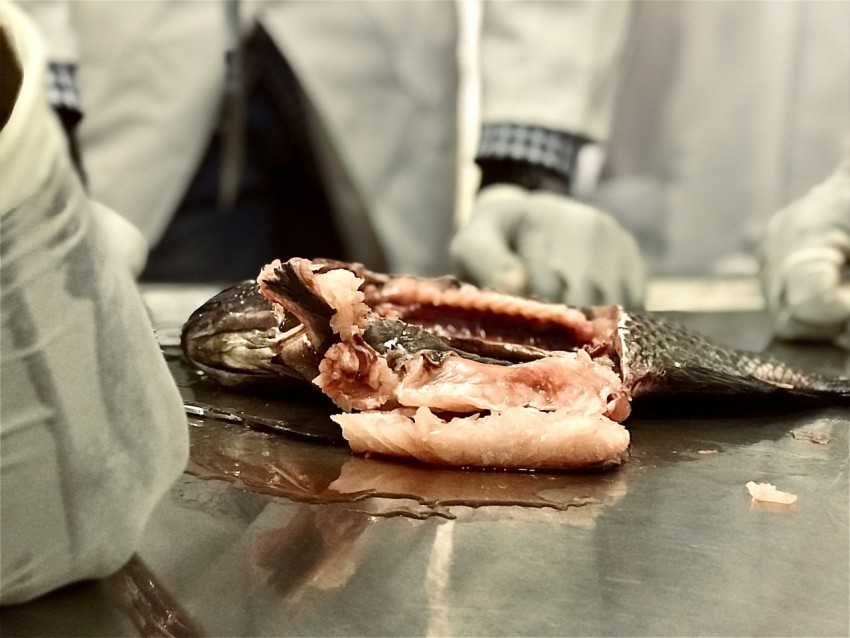 a close up of a piece of fish on a table eCf