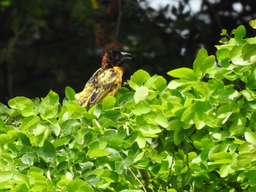 brown and black bird on green plant during daytime