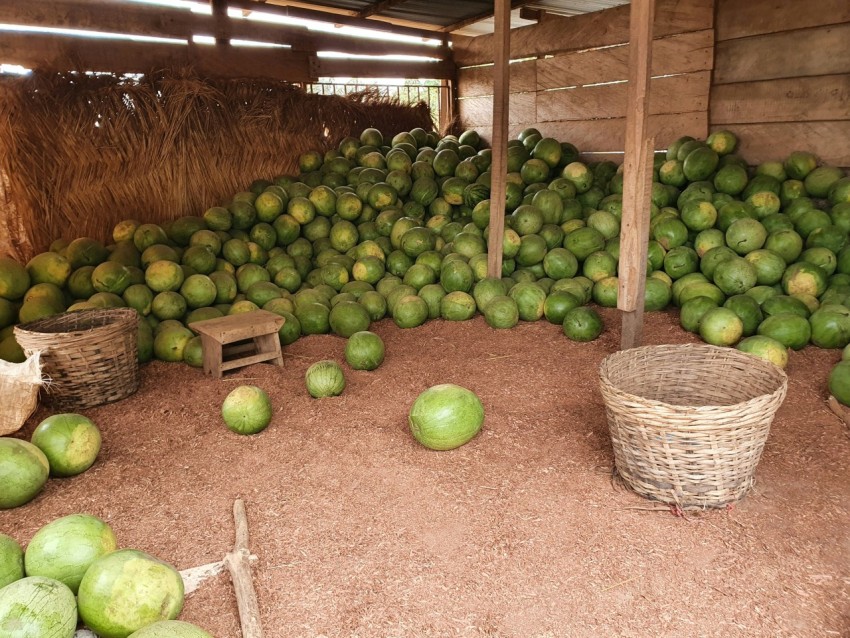 a room filled with lots of green fruit