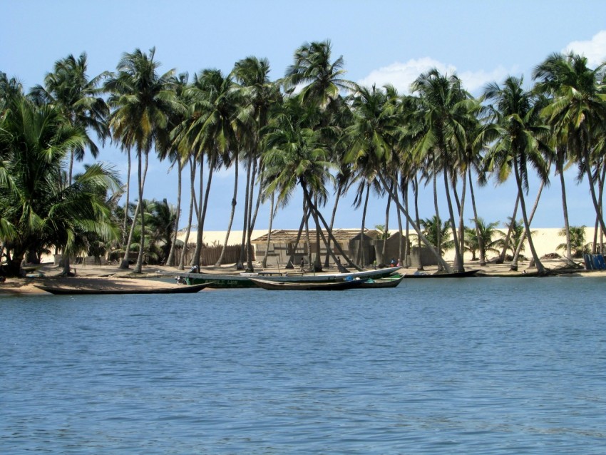 palm trees on beach shore during daytime