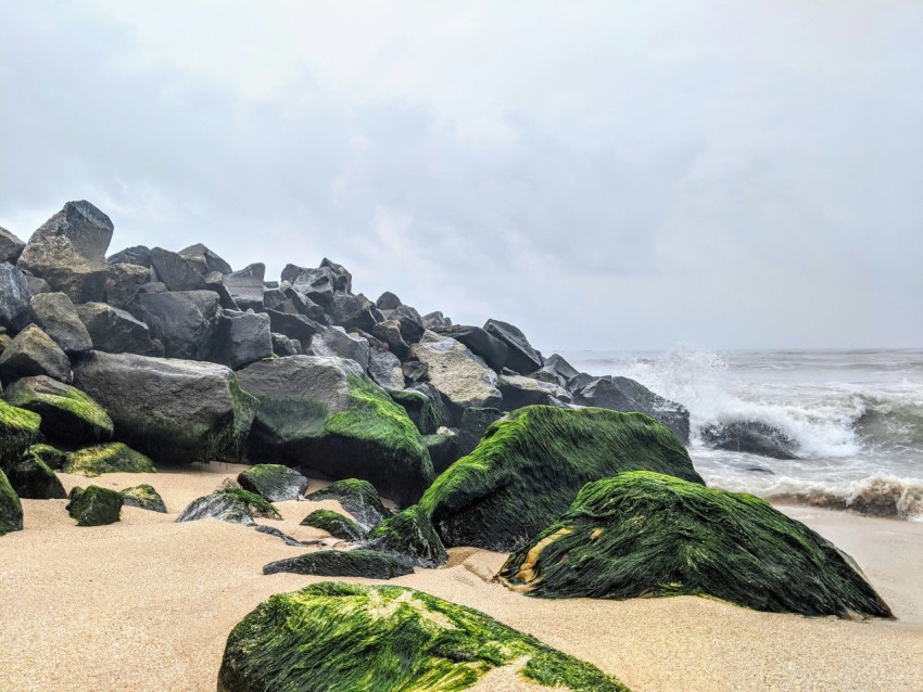 a rocky beach covered in green algae covered rocks