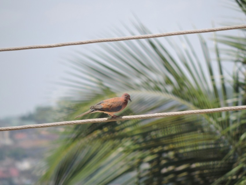 red and brown bird on green leaf during daytime