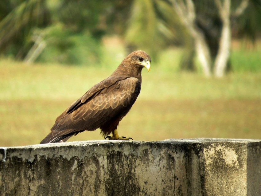 brown bird on brown wooden fence during daytime