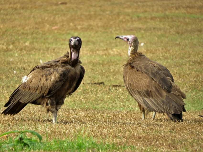 brown turkey on green grass field during daytime