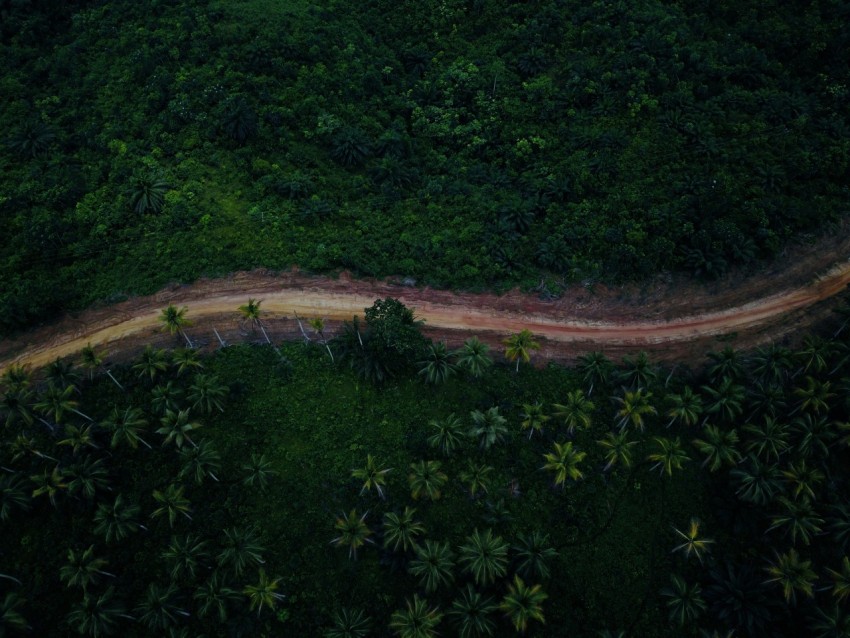 a dirt road in the middle of a forest