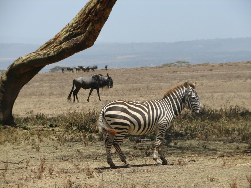 zebra at daytime