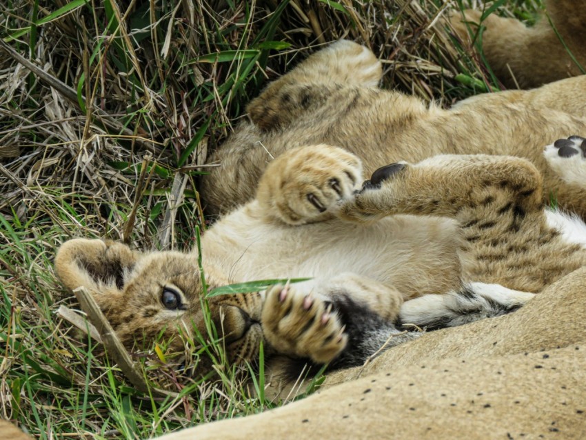 a group of animals lying on a rock