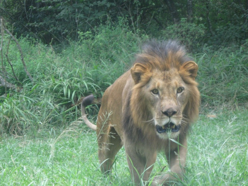 a lion walking through a lush green field