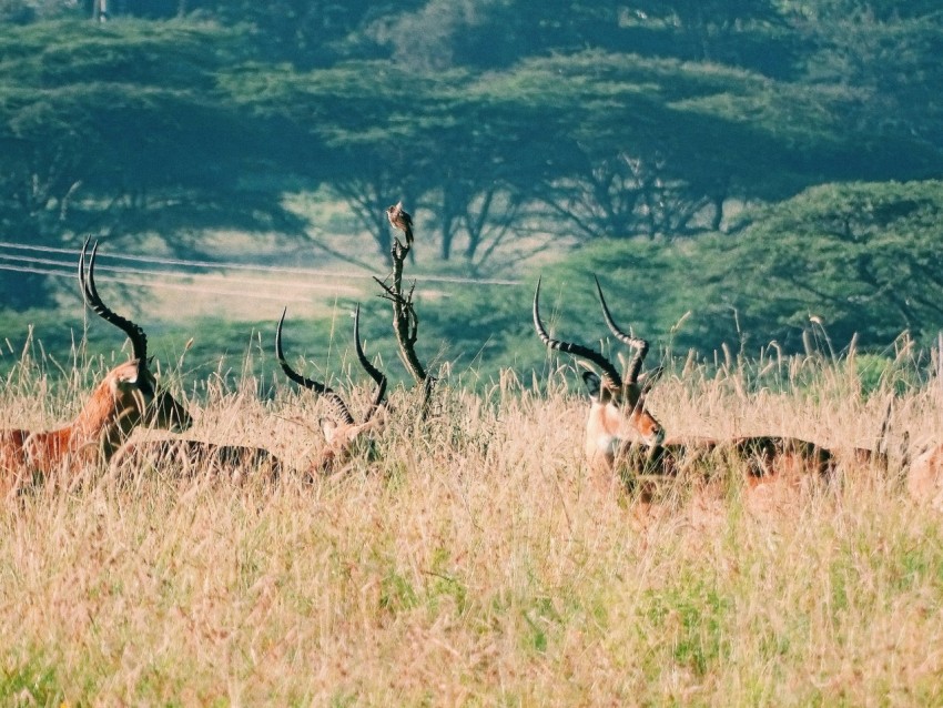 group of deer on brown grass field during daytime