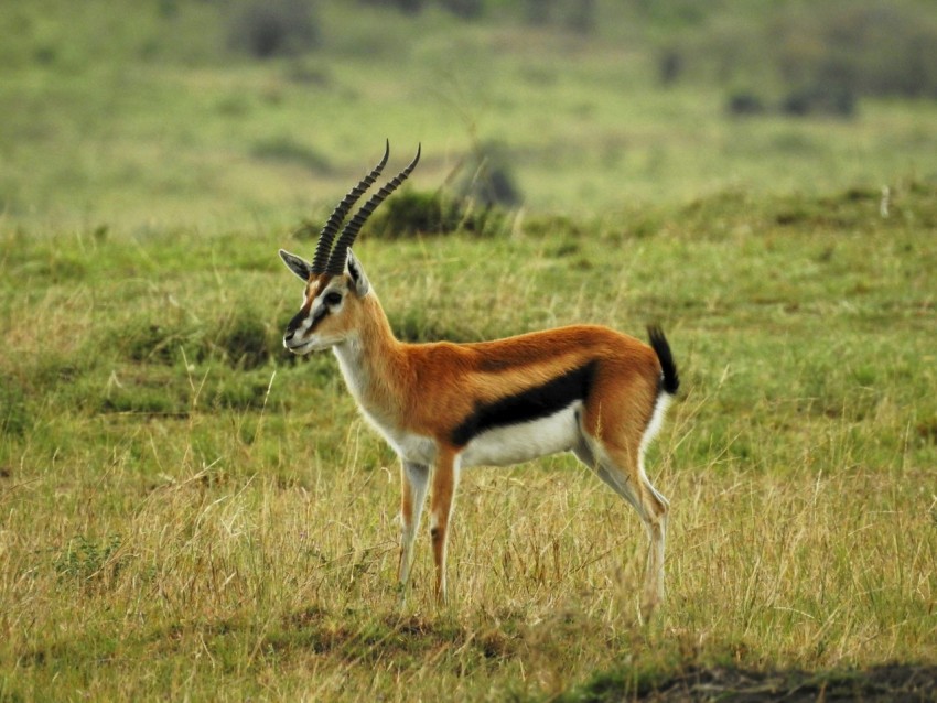 an antelope standing in a grassy field