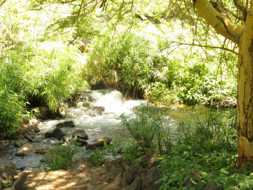 green trees beside river during daytime