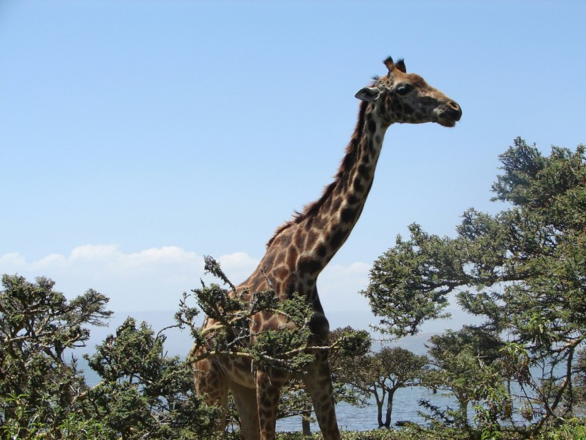 adult giraffe near trees during day