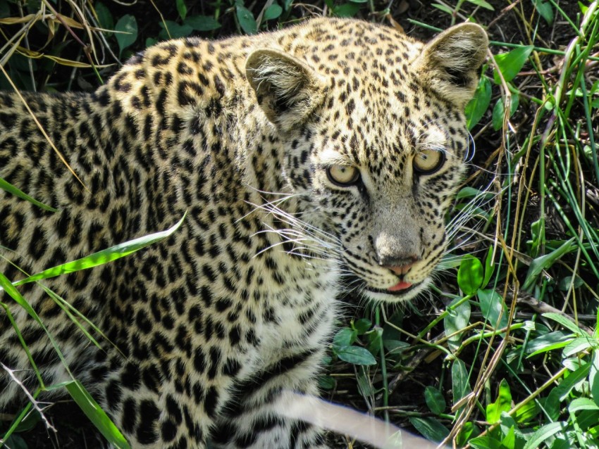 a leopard in the grass